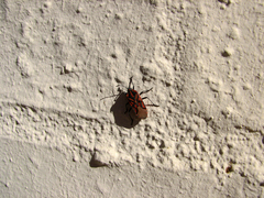 Spilostethus crudelis