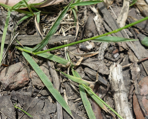 Microlaena stipoides
