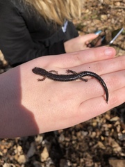 Plethodon jacksoni