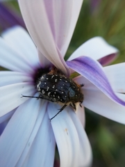 Oxythyrea funesta