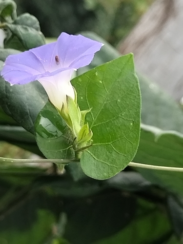 Image of Ipomoea meyeri by no rights reserved