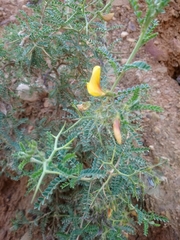 Adesmia miraflorensis