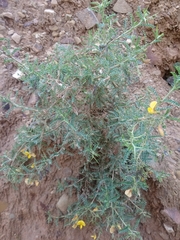 Adesmia miraflorensis