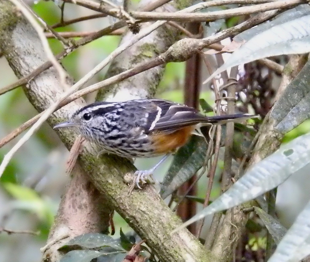 Ochre-rumped Antbird photo