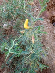 Adesmia miraflorensis