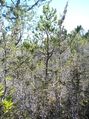 Pinus contorta bolanderi