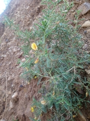 Adesmia miraflorensis