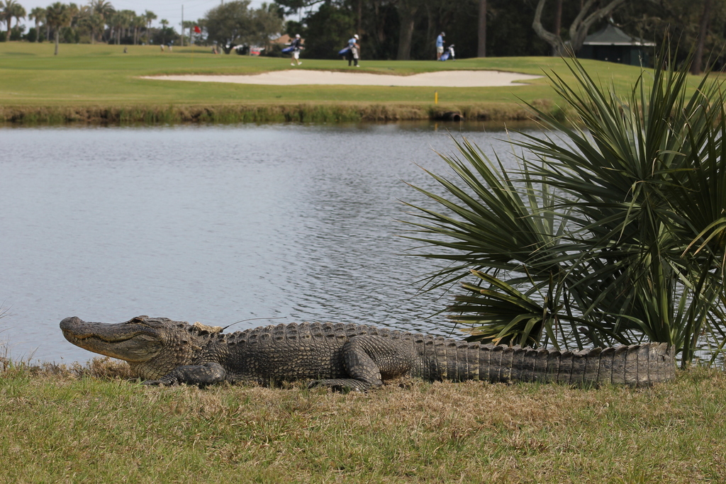 American Alligator from Jekyll Island Golf Club, Jekyll Island, GA, US ...