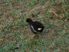 Gallinula chloropus