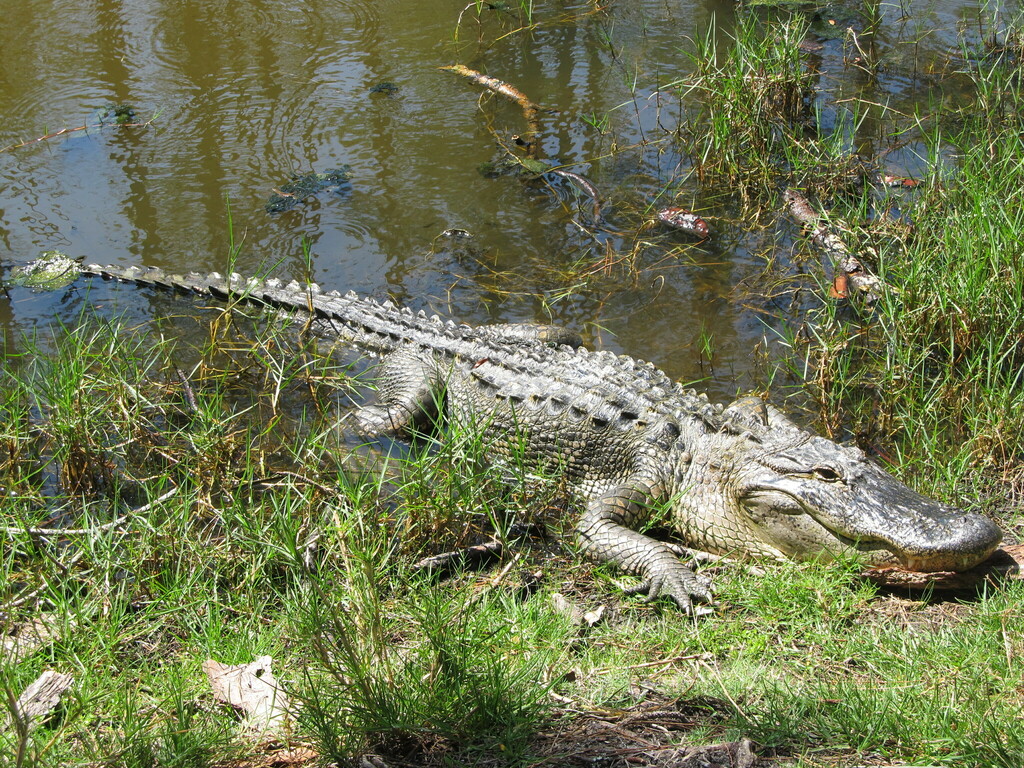 American Alligator from Jekyll Island State Park, Jekyll Island, GA, US ...