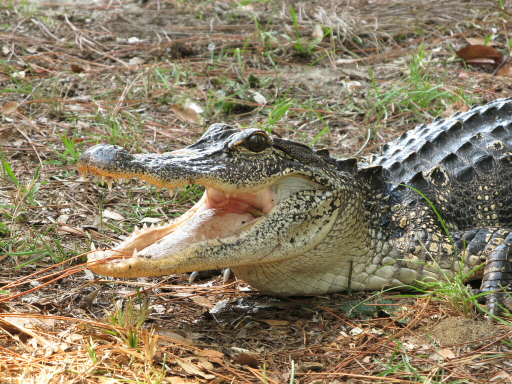 American Alligator from Jekyll Island State Park, Jekyll Island, GA, US