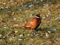 Phasianus colchicus