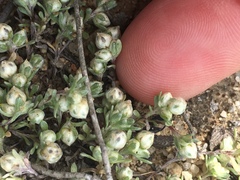 Stylocline gnaphaloides