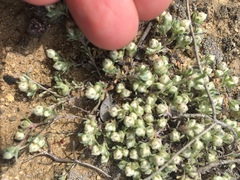 Stylocline gnaphaloides