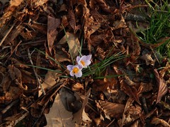 Crocus biflorus