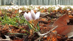 Crocus biflorus