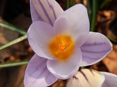 Crocus biflorus