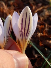 Crocus biflorus