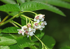 Sorbus sambucifolia