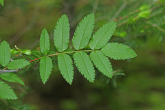 Sorbus sambucifolia