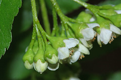 Sorbus sambucifolia