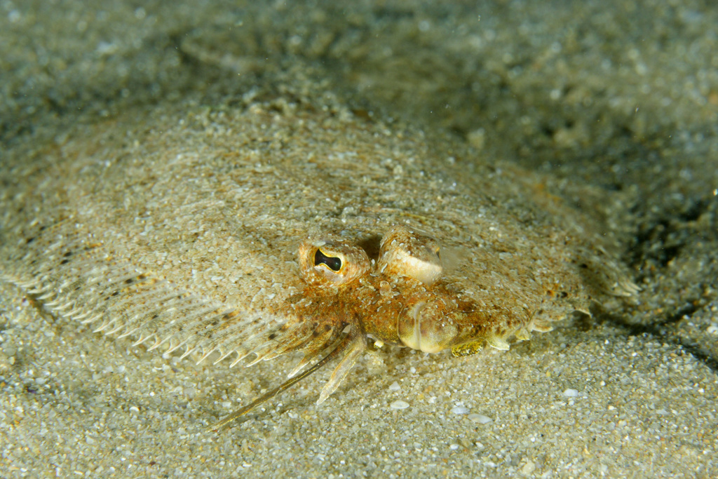 Thor's Scaldfish
