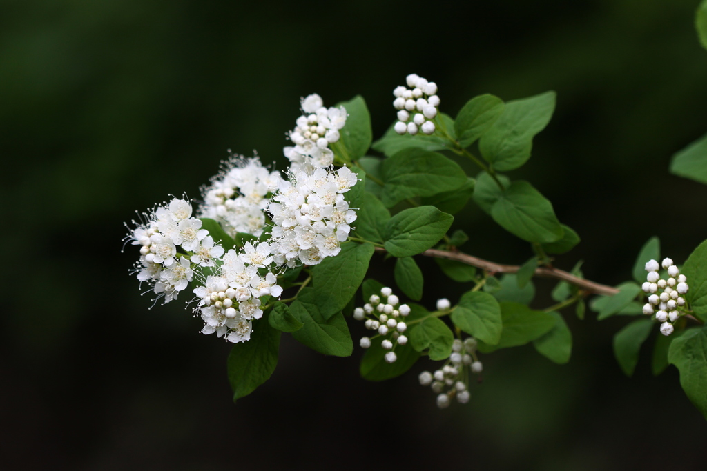 Spiraea flexuosa