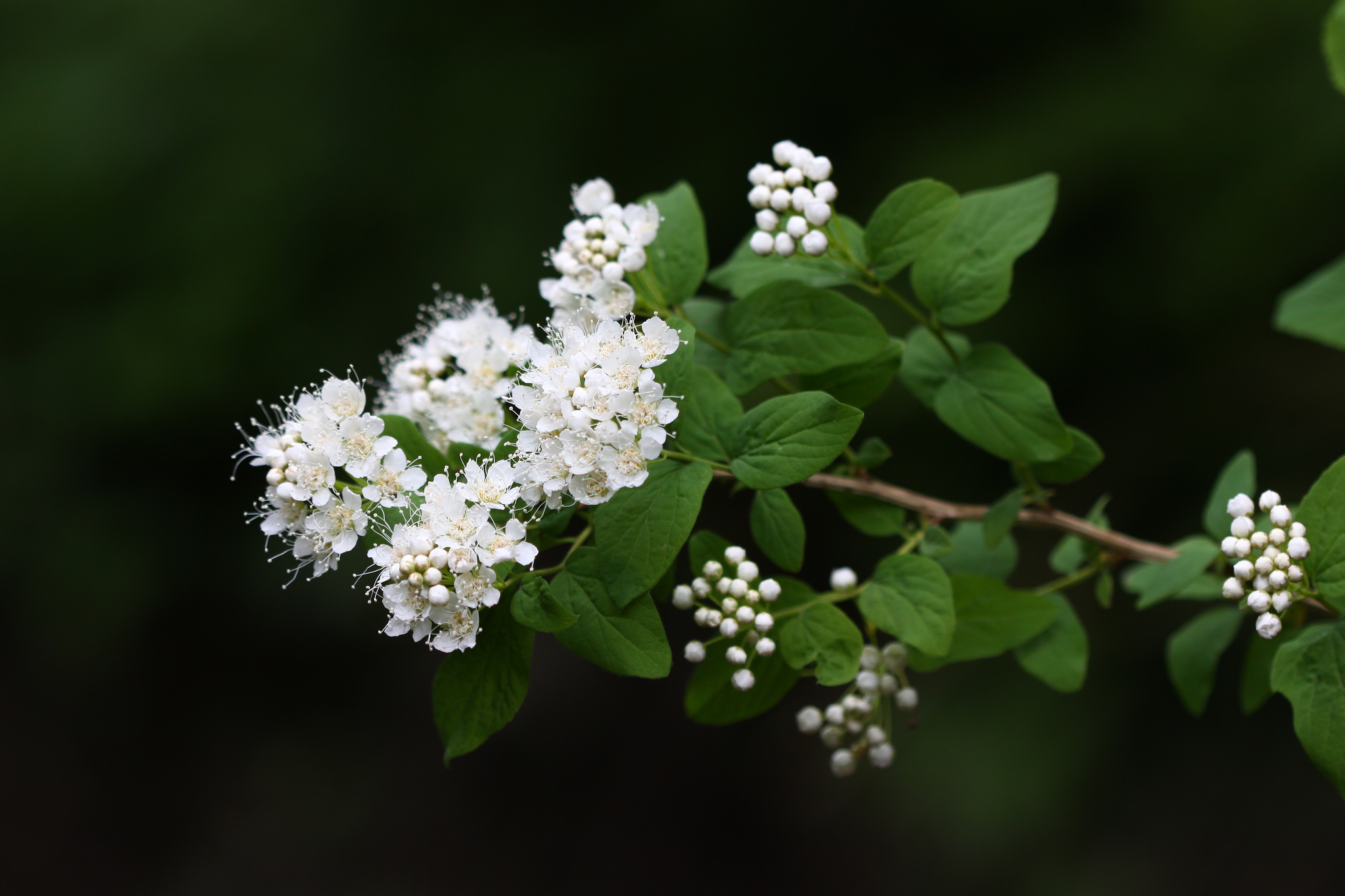 Spiraea flexuosa