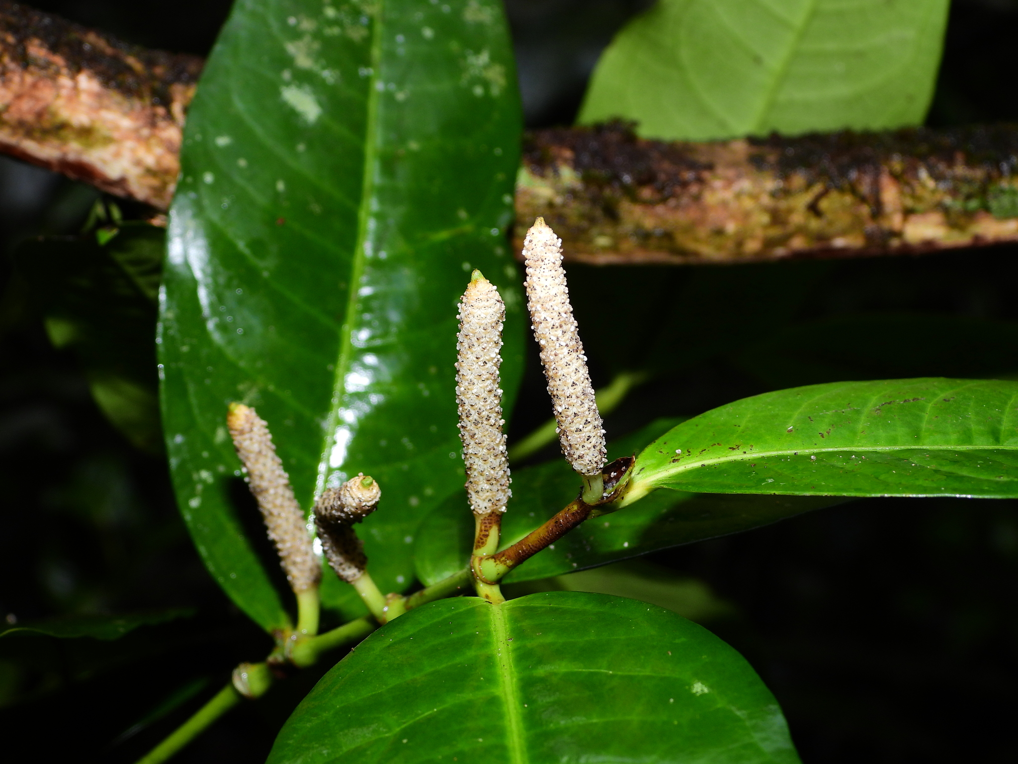 Piper divaricatum