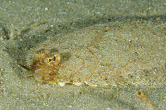 Thor's Scaldfish photo 3