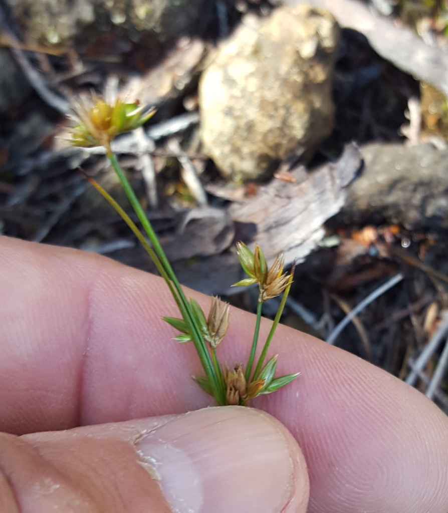Slender Path Rush from Salazie 97433, Réunion on April 22, 2023 at 09: ...