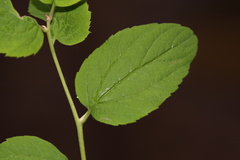 Spiraea flexuosa