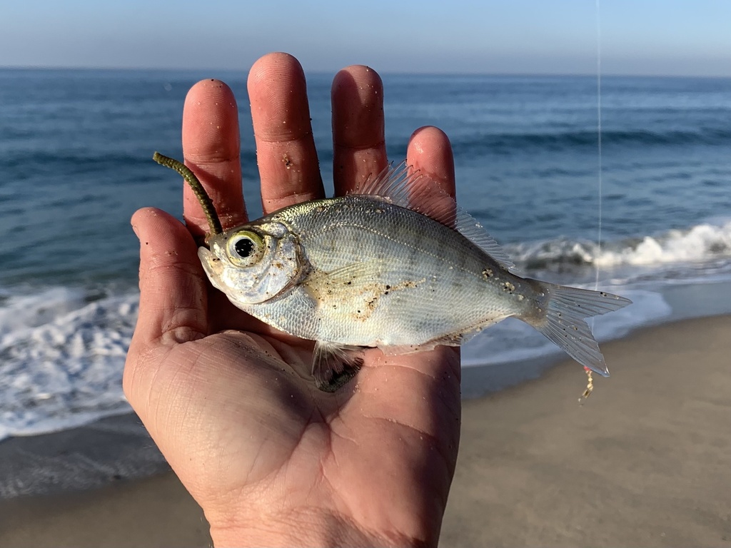 Walleye Surfperch from Thornhill Broome Beach, Malibu, CA, US on ...