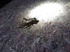 Teleogryllus occipitalis