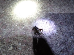 Teleogryllus occipitalis