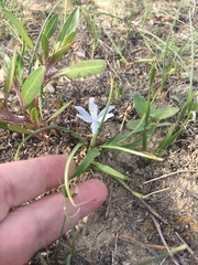 Androstephium coeruleum