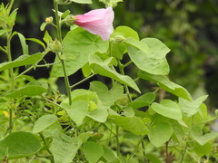 Hibiscus furcellatus