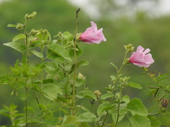 Hibiscus furcellatus