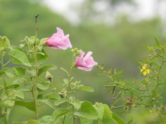 Hibiscus furcellatus