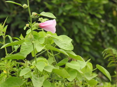 Hibiscus furcellatus