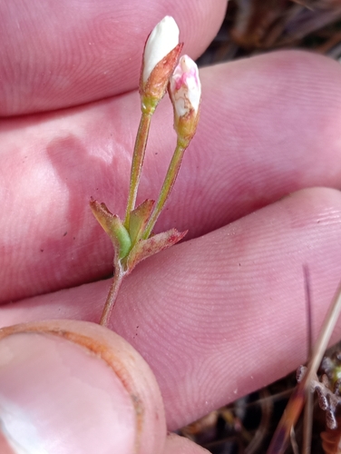 Epilobium chlorifolium (Epilobium chlorifolium)