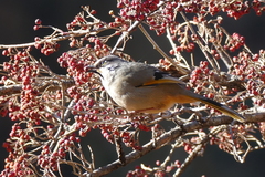 Trochalopteron variegatum