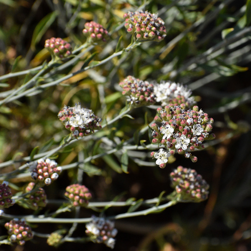 Malesherbia fasciculata (Malesherbia fasciculata)