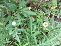 Melampodium leucanthum