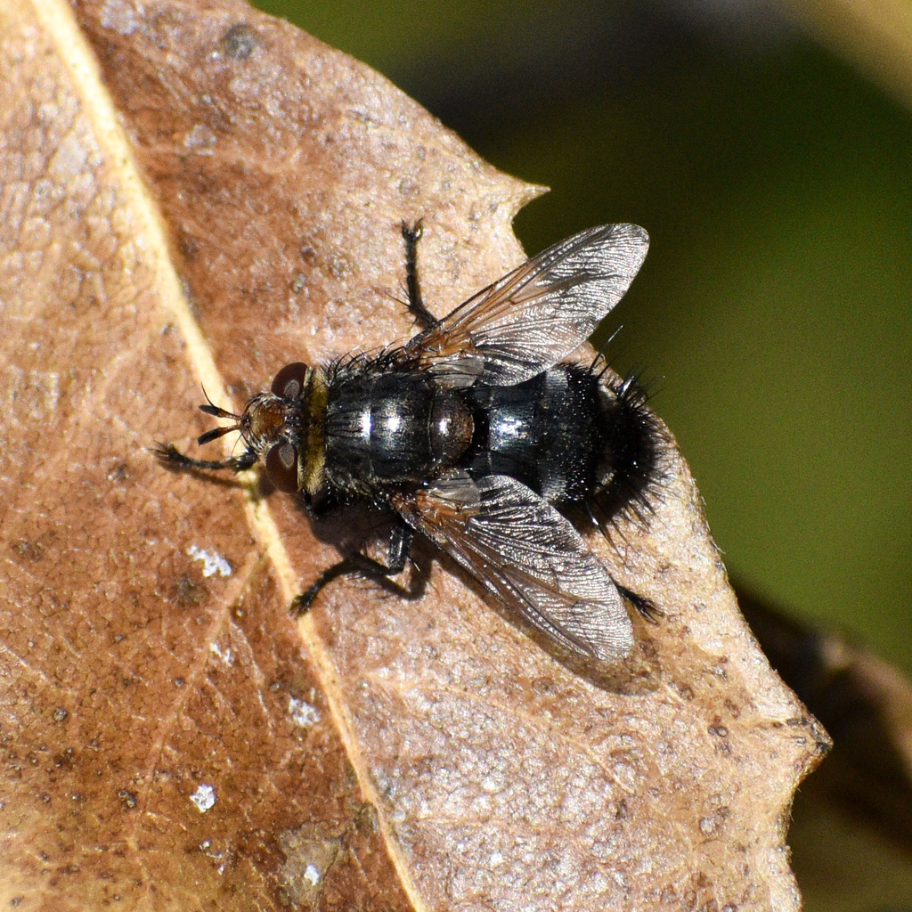 Archytas pilifrons