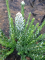 Phylica spicata spicata