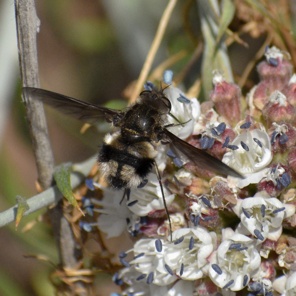 Triploechus heteronevrus