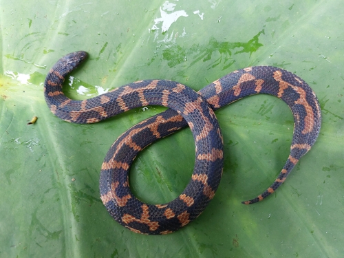 Photo of a Atractus ukupacha (Atractus ukupacha)