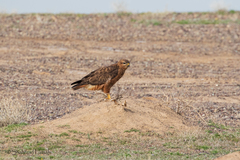 Buteo rufinus