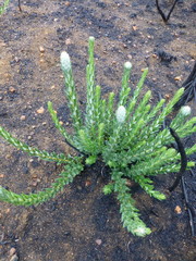 Phylica spicata spicata